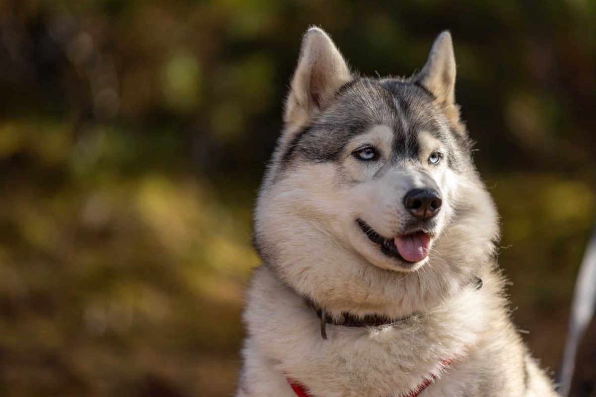 Siberian Husky showing independent intelligence and mischievous problem-solving creativity.