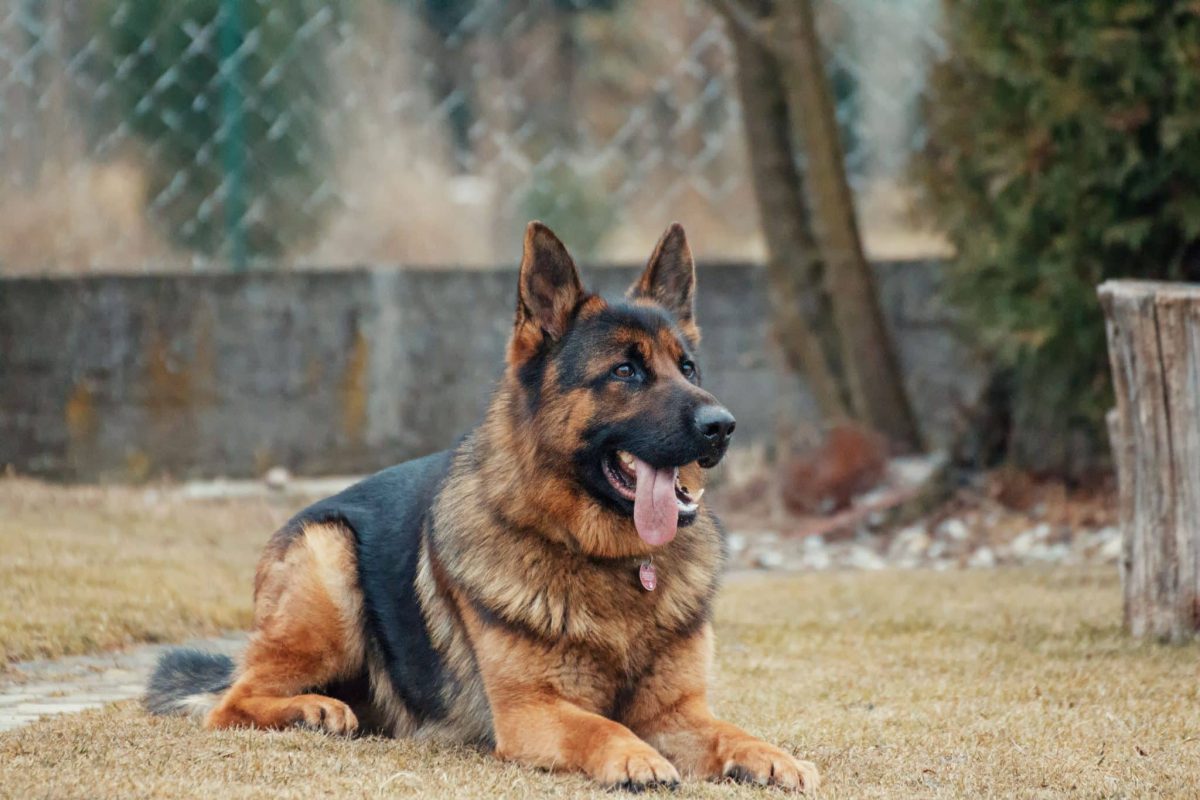German Shepherd showing thoughtful awareness and dependable problem-solving ability.