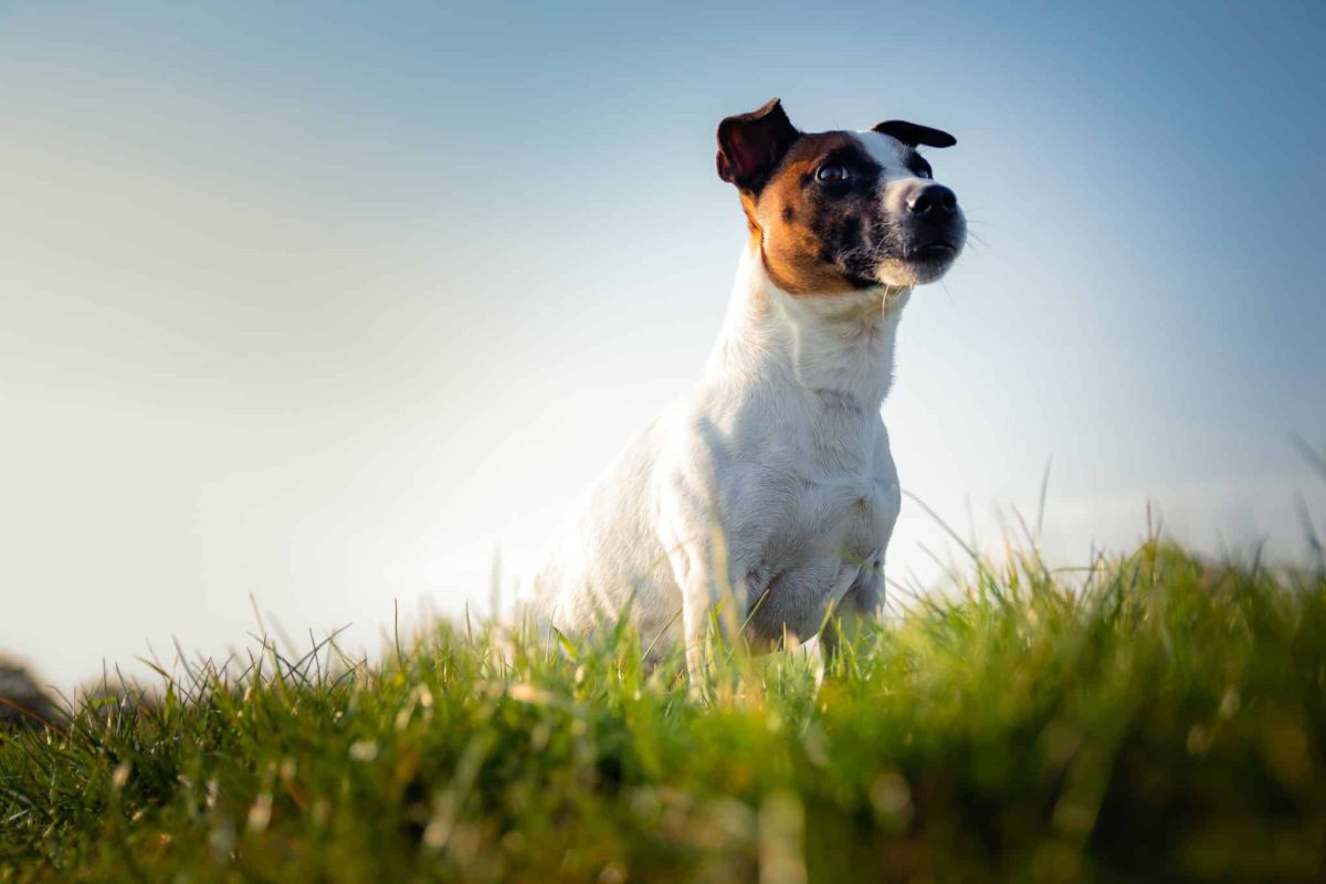 Jack Russell Terrier eagerly searching for its next fast-moving adventure.