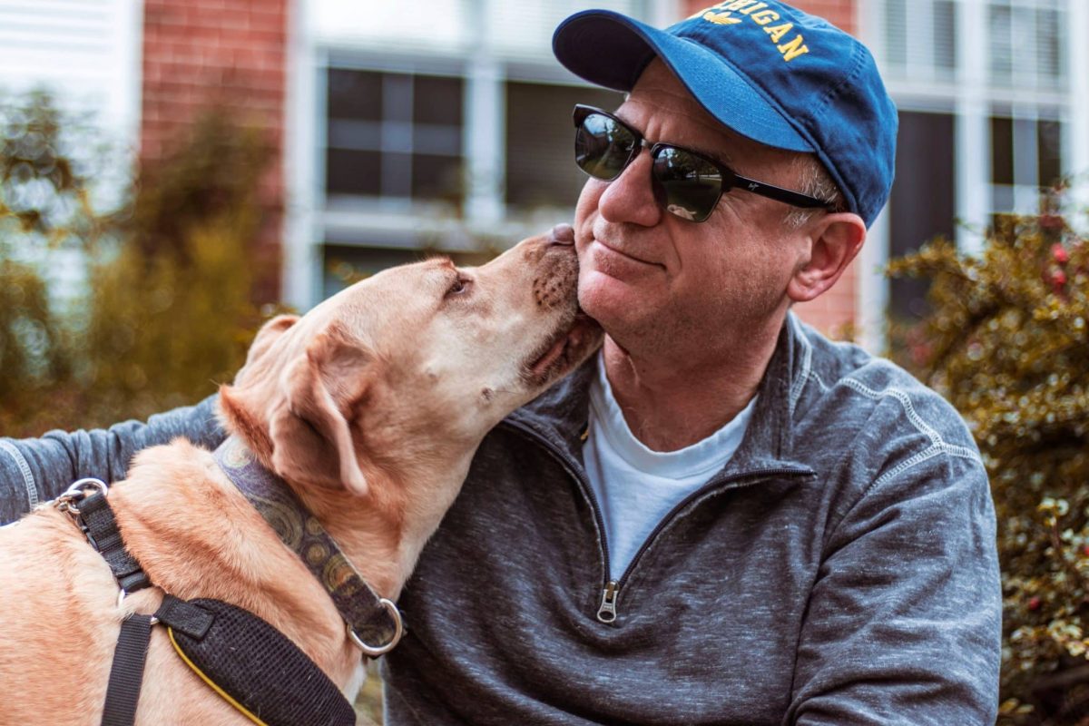 Labrador Retriever sharing cheerful loyalty through a kind and loving personality.