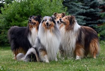 PetWireDaily — 11 Loyal Dog Breeds With The Sweetest Souls