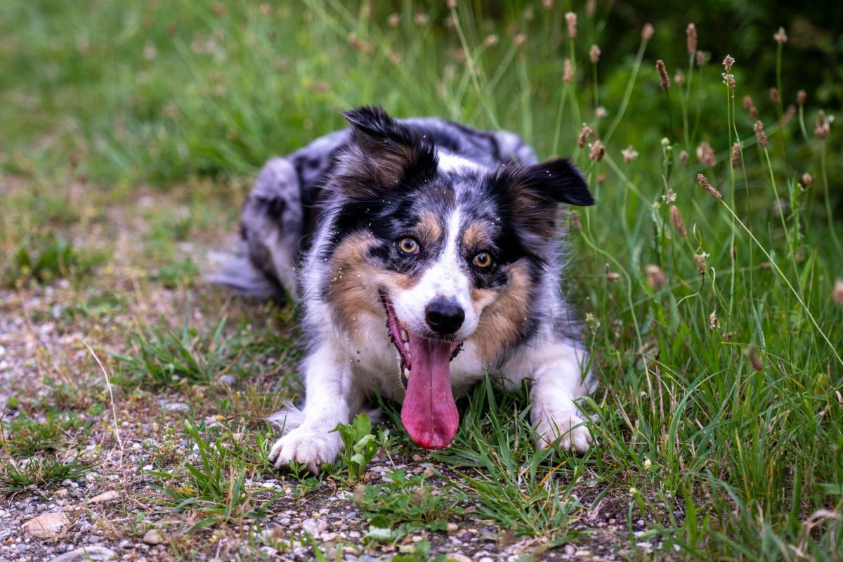 Australian Shepherd wearing a bright, happy expression full of playful energy.