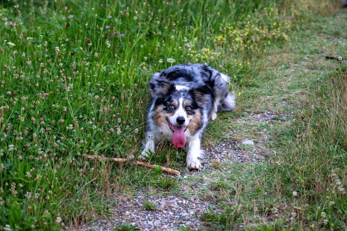 Australian Shepherd eagerly tracking movement with energetic confidence and focus.