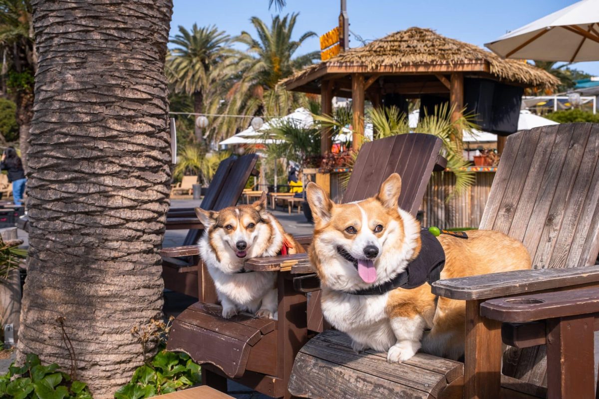 Pembroke Welsh Corgi displaying confident charm and natural leadership instincts.