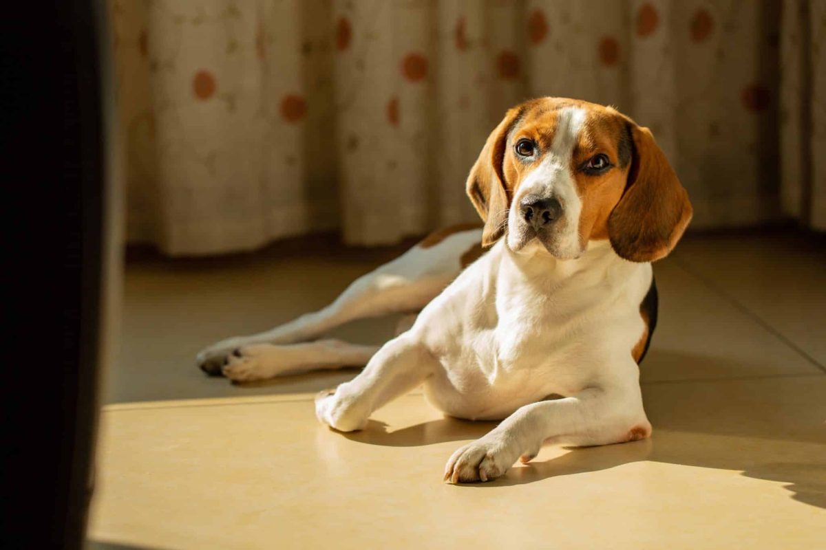 Beagle following delicious scents with determined and sneaky enthusiasm.