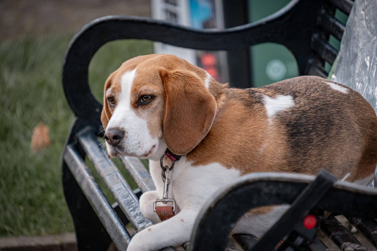 Beagle following its own agenda with cheerful confidence and determination.