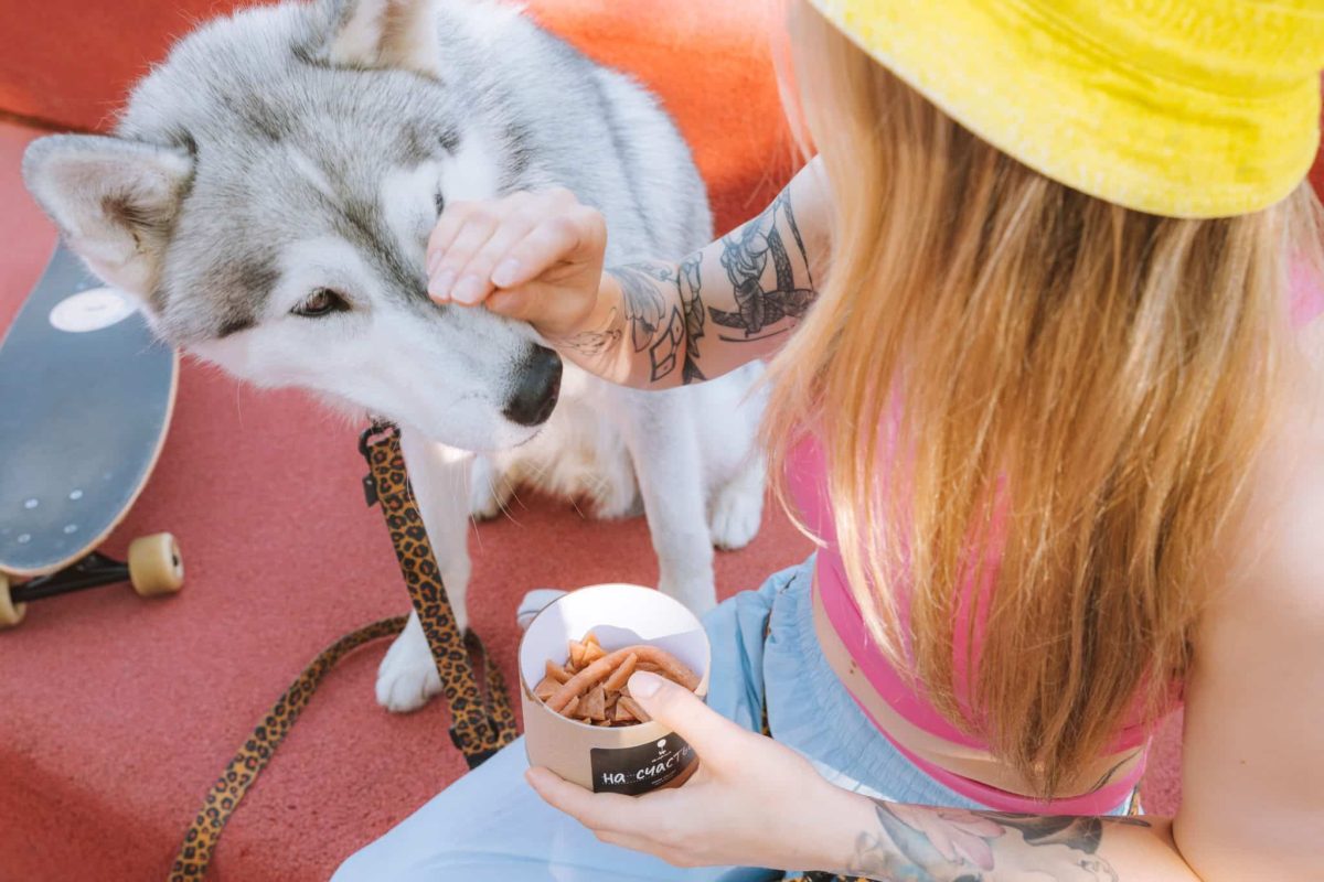 Siberian Husky wearing a clever expression while searching for hidden treats.