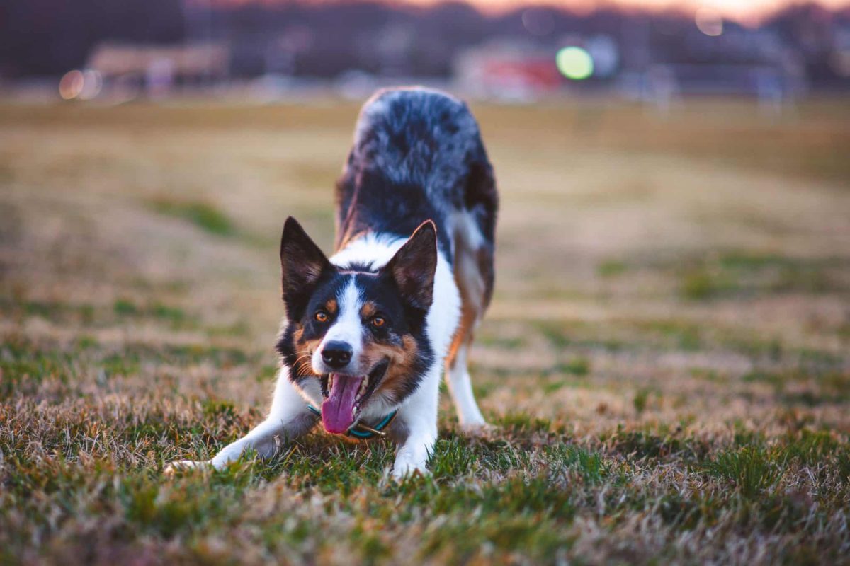 Border Collie watching every movement with focused intelligence and spirited energy.