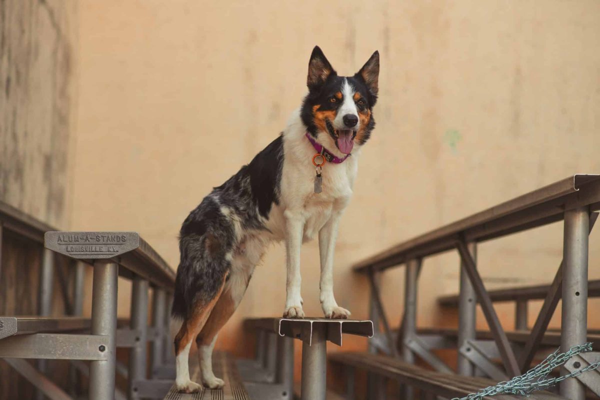 Border Collie displaying intense focus and exceptional problem-solving intelligence.