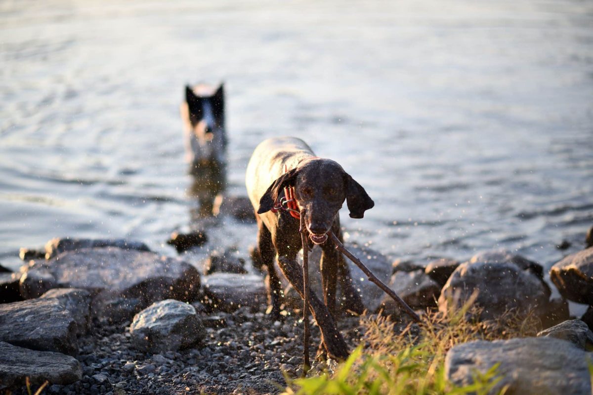 German Shorthaired Pointer embracing exciting summer adventures with boundless playful energy.