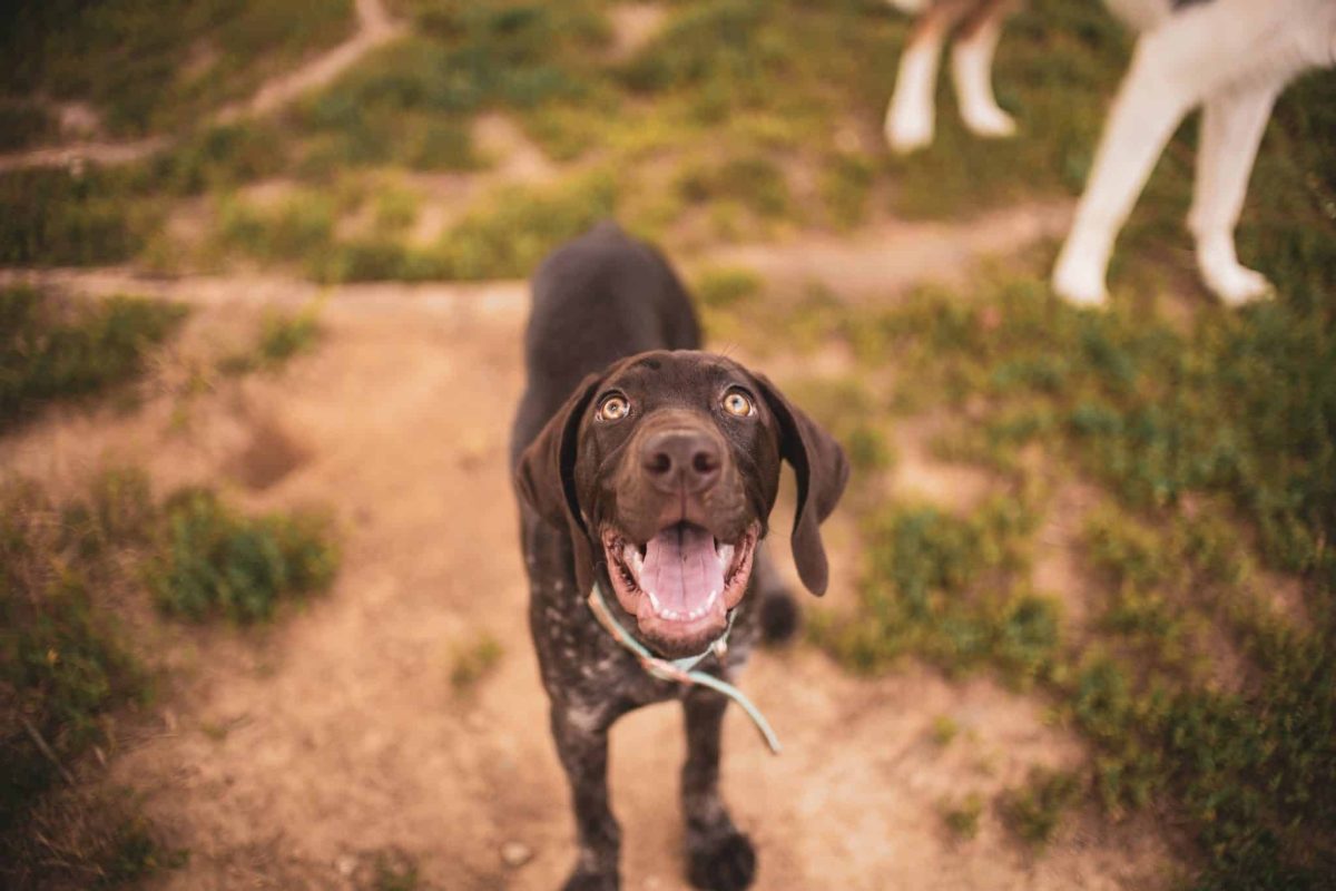An energetic dog eagerly ready for activity, introducing breeds with remarkable stamina and enthusiasm.