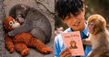 PetWireDaily — Everyone Fell in Love With Baby Monkey Punch, Now He’s Celebrating His First Birthday