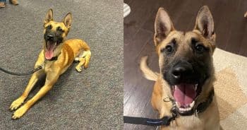 Police K-9 Who Lost a Leg in the Line of Duty Receives Historic Honor