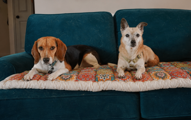 Beagle and Chihuahua mix shedding on a teal velvet couch covered in short dog hair