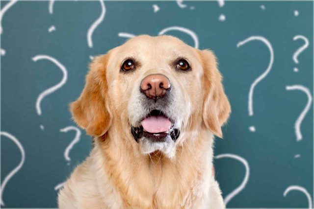 Golden Retriever in front of question marks, representing owner confusion over dog food label terms like human-quality and human-grade