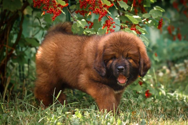 Mastiff puppy at a lean, healthy body condition, the goal of steady controlled growth in large breeds