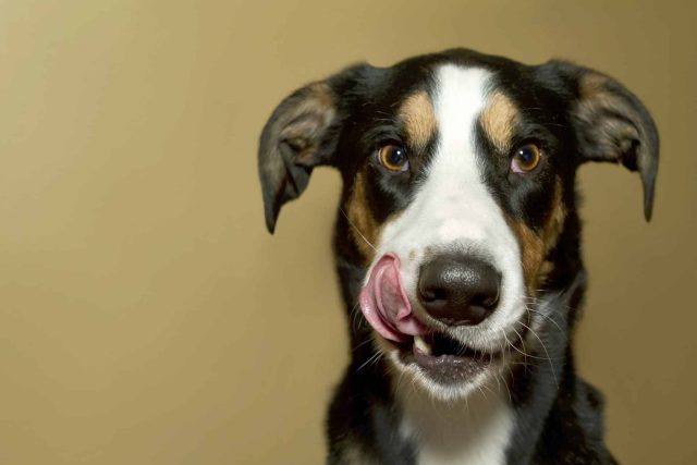 Dog licking its lips in anticipation of fresh, human-grade dog food