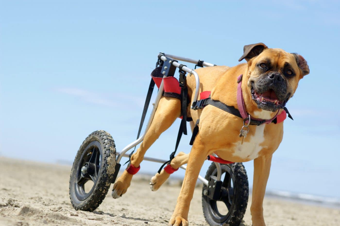 How iHeartDogs Supporters Are Transforming the Lives of Disabled Dogs