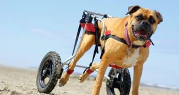 PetWireDaily — How iHeartDogs Supporters Are Transforming the Lives of Disabled Dogs