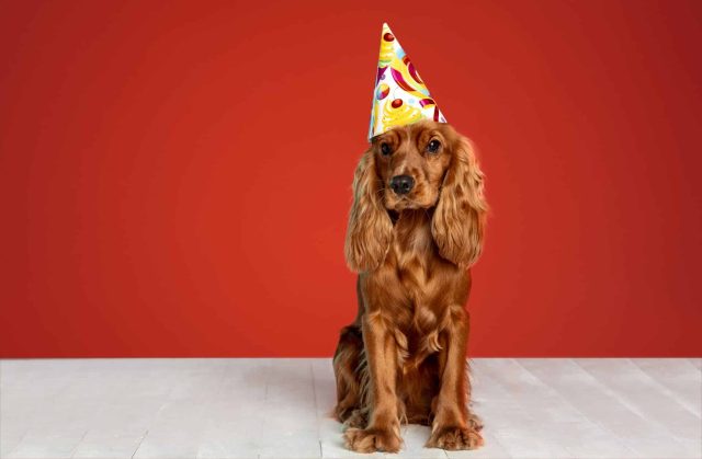 Spaniel puppy in a party hat celebrates its first birthday thanks to healthy fresh dog food
