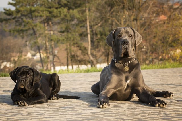 Large-breed Great Dane puppy whose rapid growth requires controlled calories and calcium