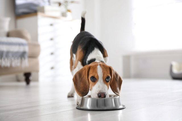 Young puppy eating fresh food from a bowl during the first-year growth window
