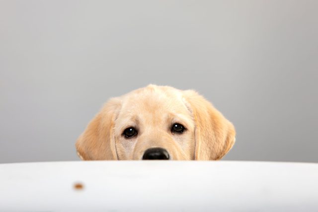 Growing puppy eating fresh, gently cooked puppy food for healthy development