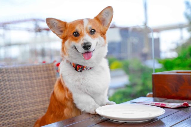 Corgi seated at a table with an empty plate, a playful nod to "restaurant-grade" dog food marketing terms