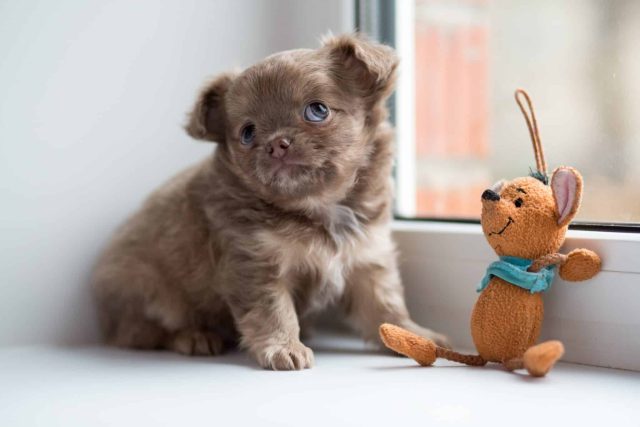 Young puppy ready for weaning at 6 to 7 weeks old