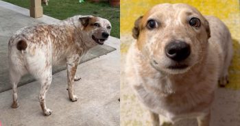 PetWireDaily — Cattle Dog Has One Mission in Life…To Become the Most Famous Stumpy Tail on the Internet
