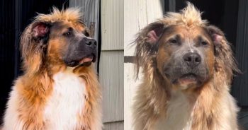 PetWireDaily — Check Out the Pit Bull Serving Serious ’80s Glam Rock Vibes
