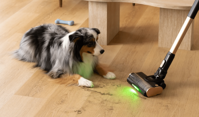 Levoit VortexIQ Pro green light revealing shed dog hair on hardwood beside a resting Australian Shepherd