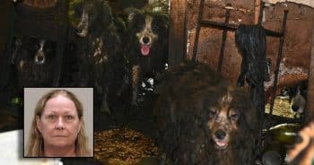 PetWireDaily — 36 Border Collies Rescued From Deplorable Conditions Hidden Inside Home