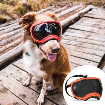 Rex Specs V2 Dog Goggles