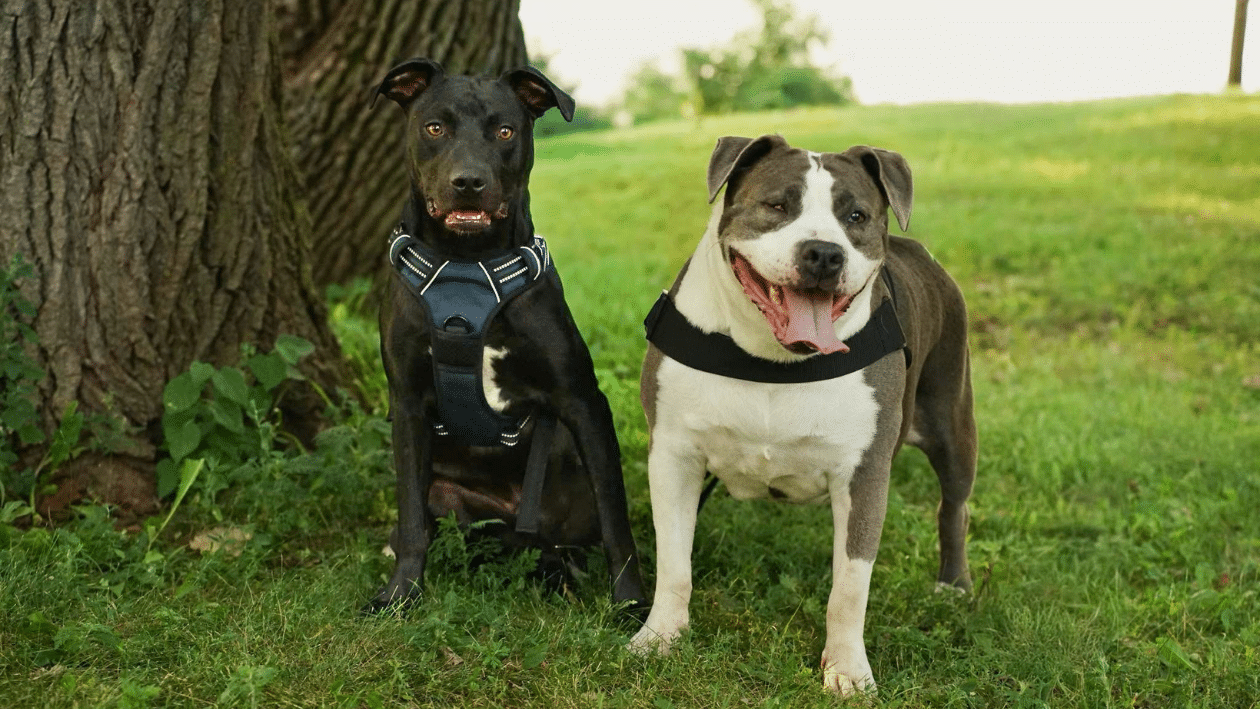 Hero VIP Club Members Helped An Overlooked Rescue Dog Become Someone’s Answered Prayer