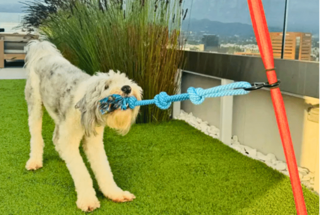 Sheepadoodle gripping the rope attachment of an outdoor tug pole on backyard turf