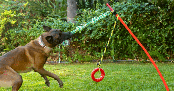 PetWireDaily — Your Dog Isn’t Bad. He’s Bored. The Backyard Fix That Finally Wears Out A High-Energy Dog