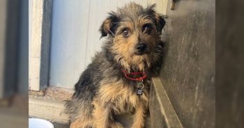 PetWireDaily — Tiny Rescue Dog Survives Two Weeks Alone in the Wild Against All Odds