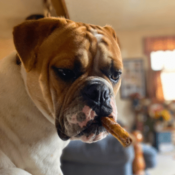 English bulldog holding a bully stick crosswise in its mouth indoors