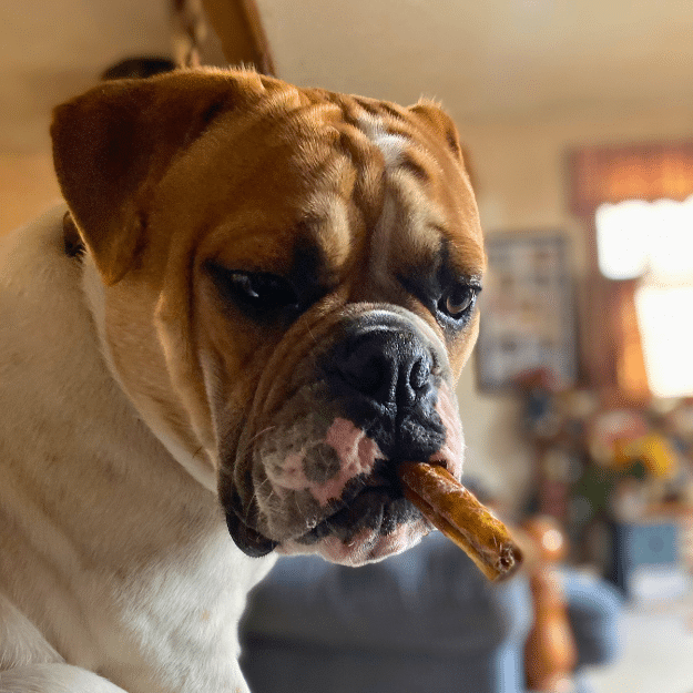 English bulldog holding a bully stick crosswise in its mouth indoors