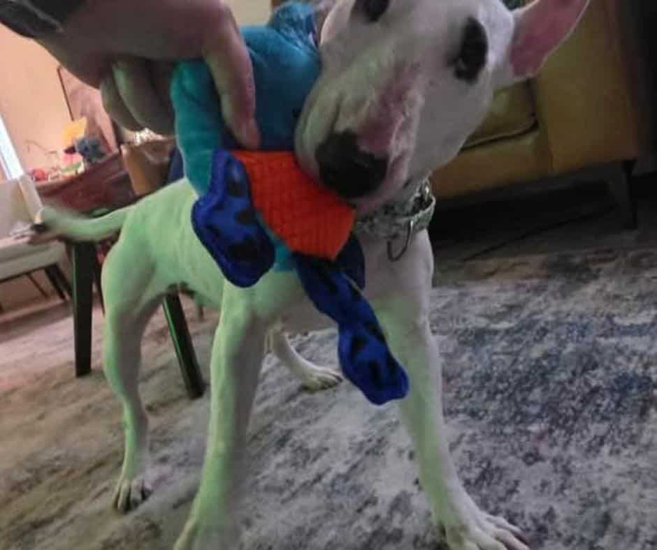 Nipsy the Bull Terrier recovering