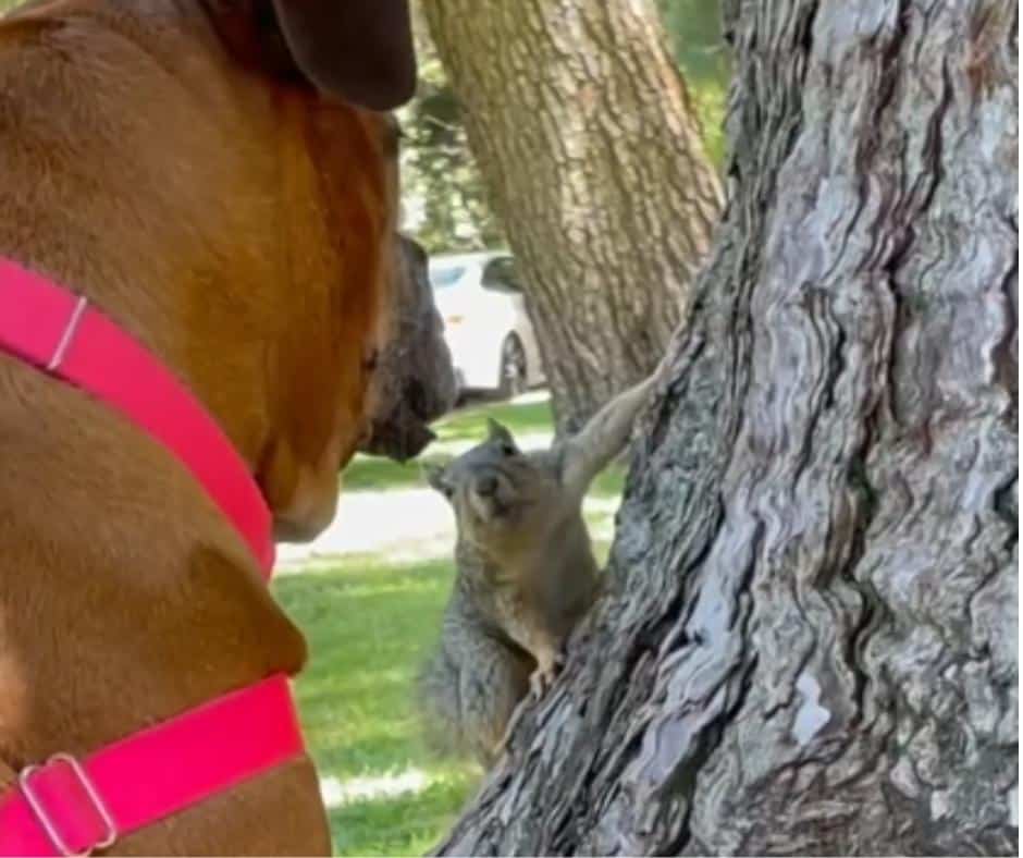 Martha sitting beneath her squirrel tree
