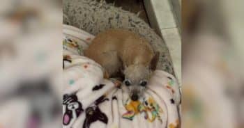 PetWireDaily — 4-Pound Senior Dog Found Wandering Streets Alone Finds Hope