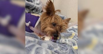 PetWireDaily — Tiny Yorkie Survives Alligator Attack, Begins Long Road to Recovery