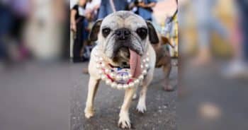 PetWireDaily — Rescue Pug Jinny Lu Crowned the World’s Ugliest Dog After 4 Years of Trying