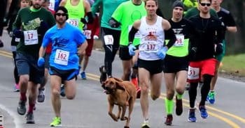 PetWireDaily — Bloodhound Crashes a Half-Marathon and Accidentally Finishes 7th