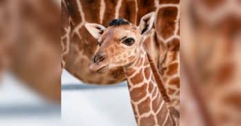 PetWireDaily — Giraffe Calf’s Fluffy Little Hairdo Made Him an Instant Celebrity