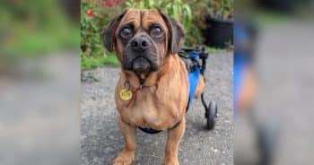PetWireDaily — Shelter Dog Puts On His Bow Tie for Adoption Day, But Nobody Comes