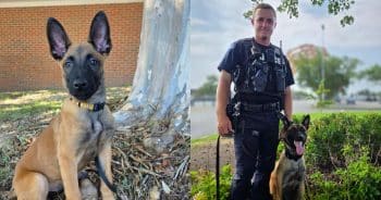 PetWireDaily — Police Rescue a Neglected Puppy, One Year Later, He Joins the Force