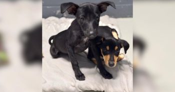 PetWireDaily — When No One Else Came Back for These Abandoned Puppies, a Cat Rescue Did.